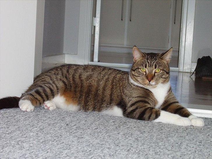 Huskat Chico billede 3