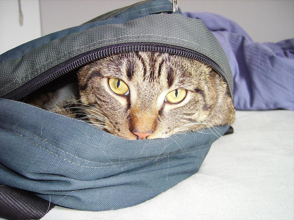 Huskat Chico billede 4