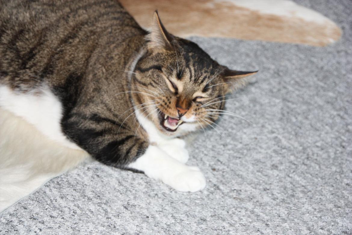 Huskat Chico - Den der ler sidst ler bedst billede 5