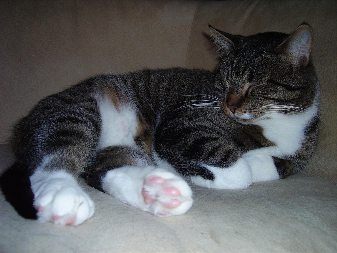 Huskat Chico - Chico som 3 årig billede 6