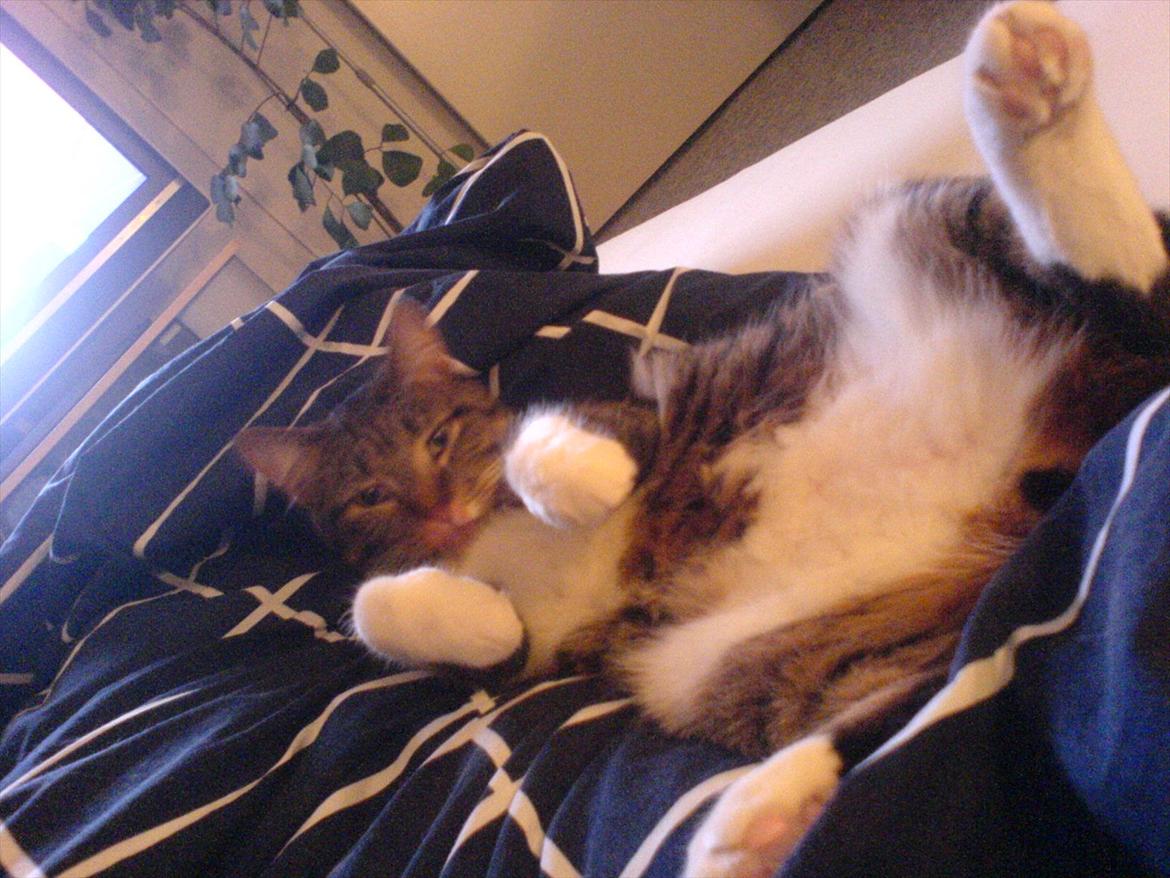 Huskat Chico - mobil billed af en livsnyder billede 7