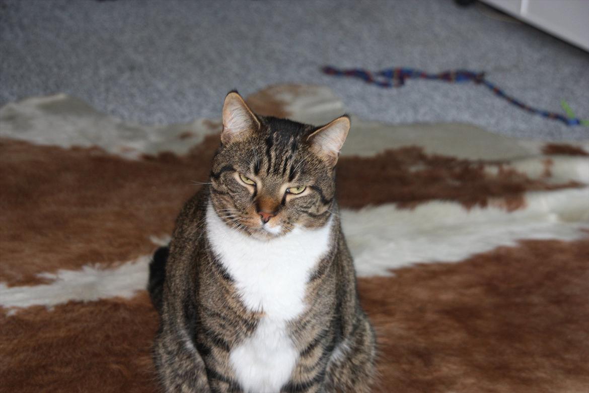 Huskat Chico billede 8