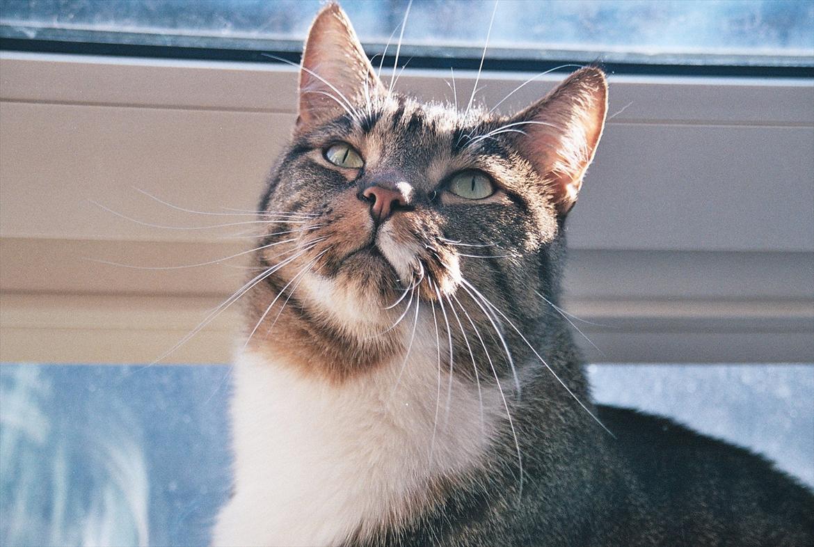 Huskat Chico billede 9