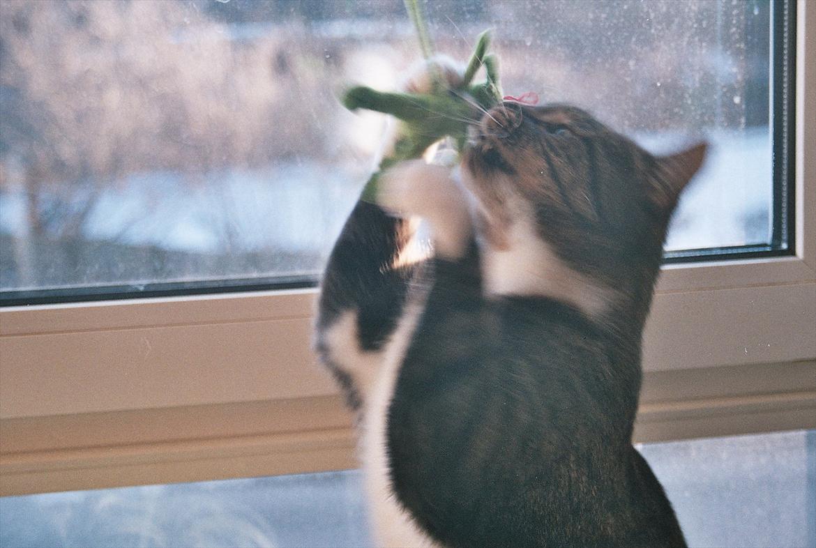 Huskat Chico billede 10