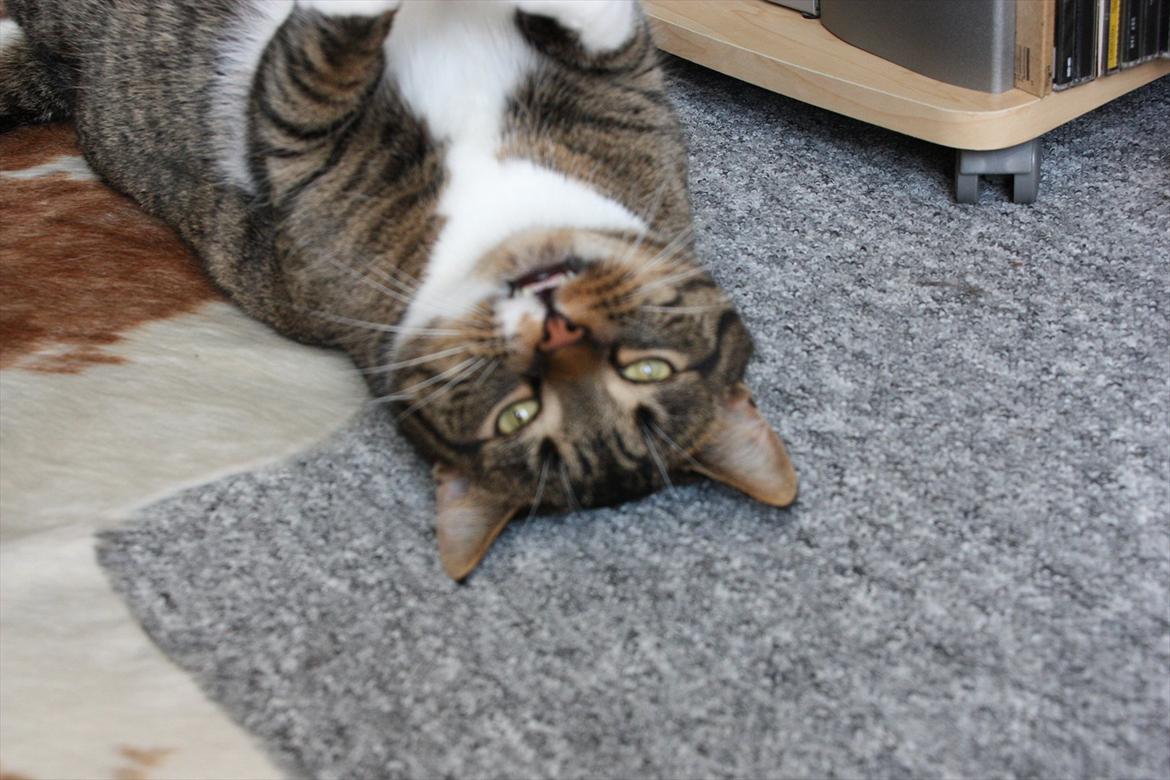 Huskat Chico billede 12