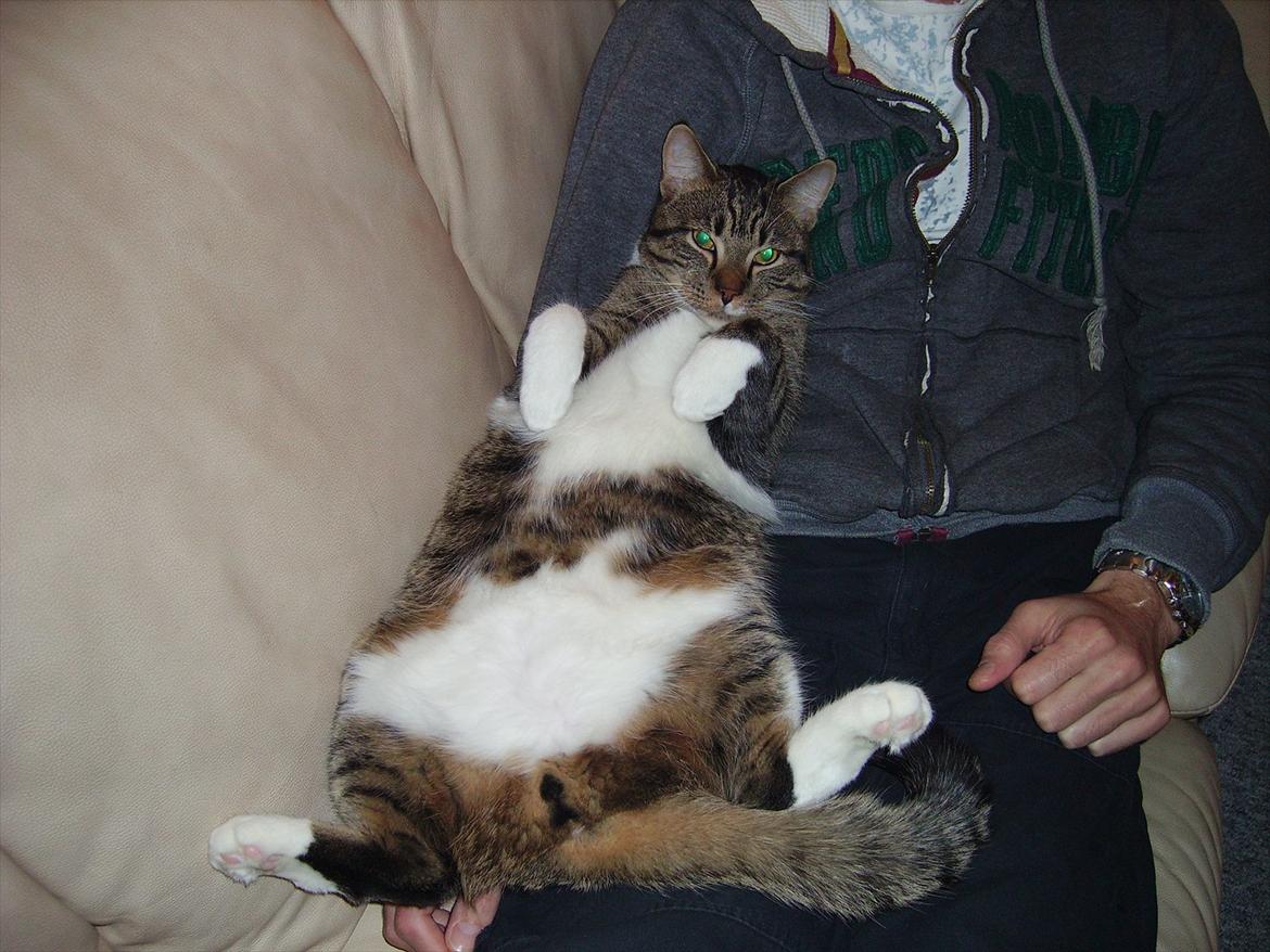 Huskat Chico billede 13