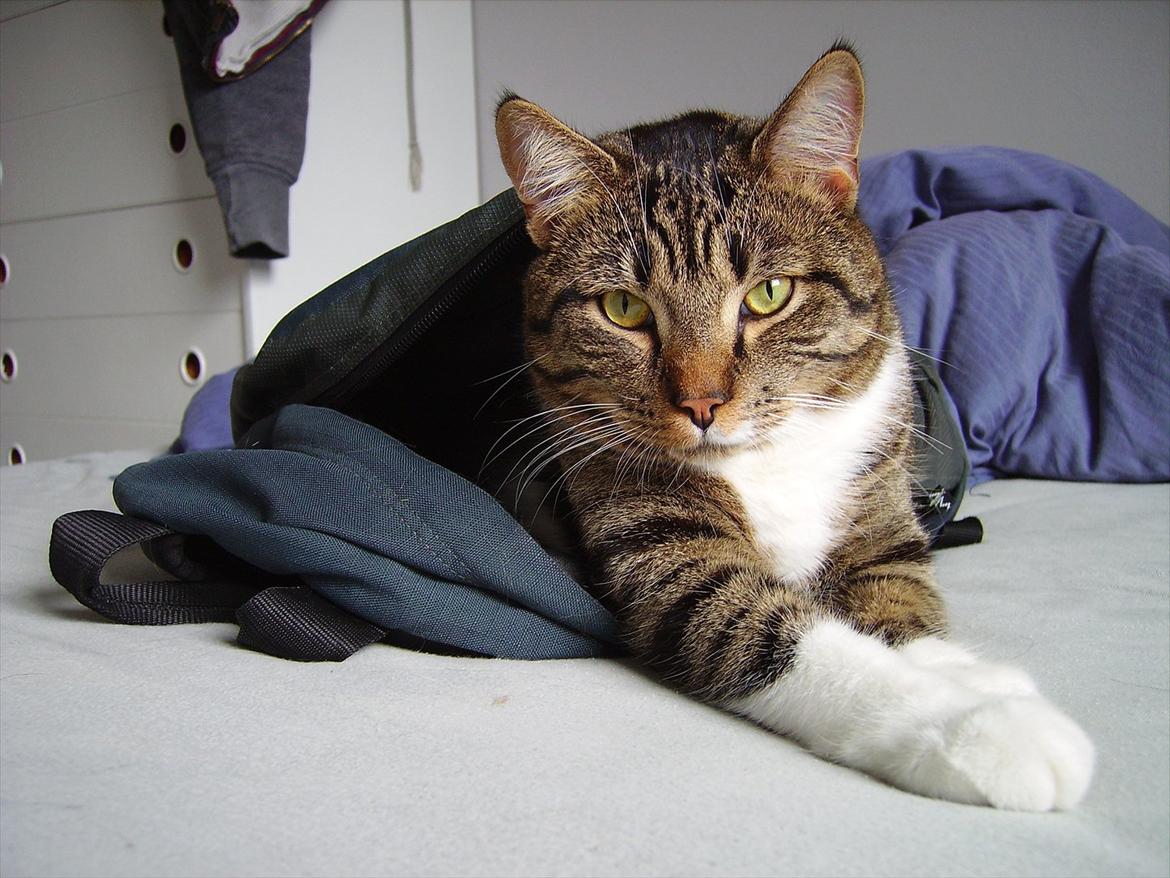 Huskat Chico billede 14