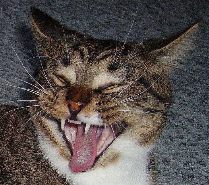 Huskat Chico - killer kat skulle man tro,
men det er nu et gab.  billede 15