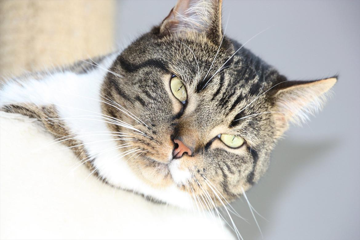 Huskat Chico billede 16