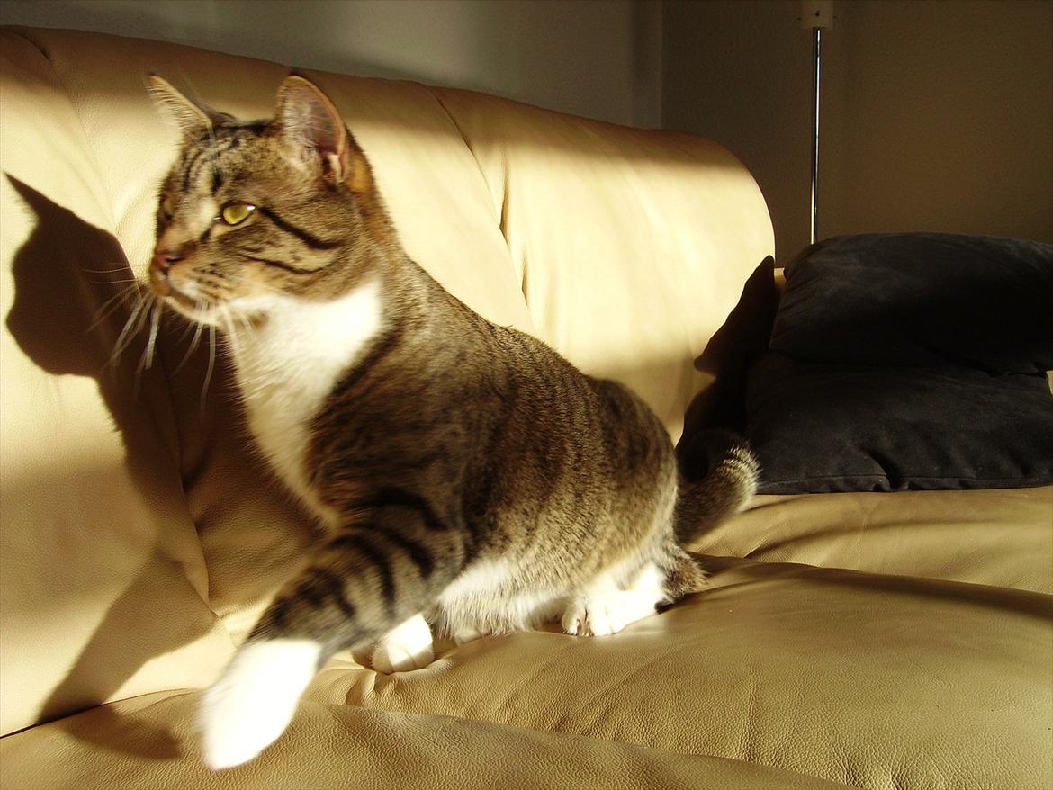 Huskat Chico billede 17