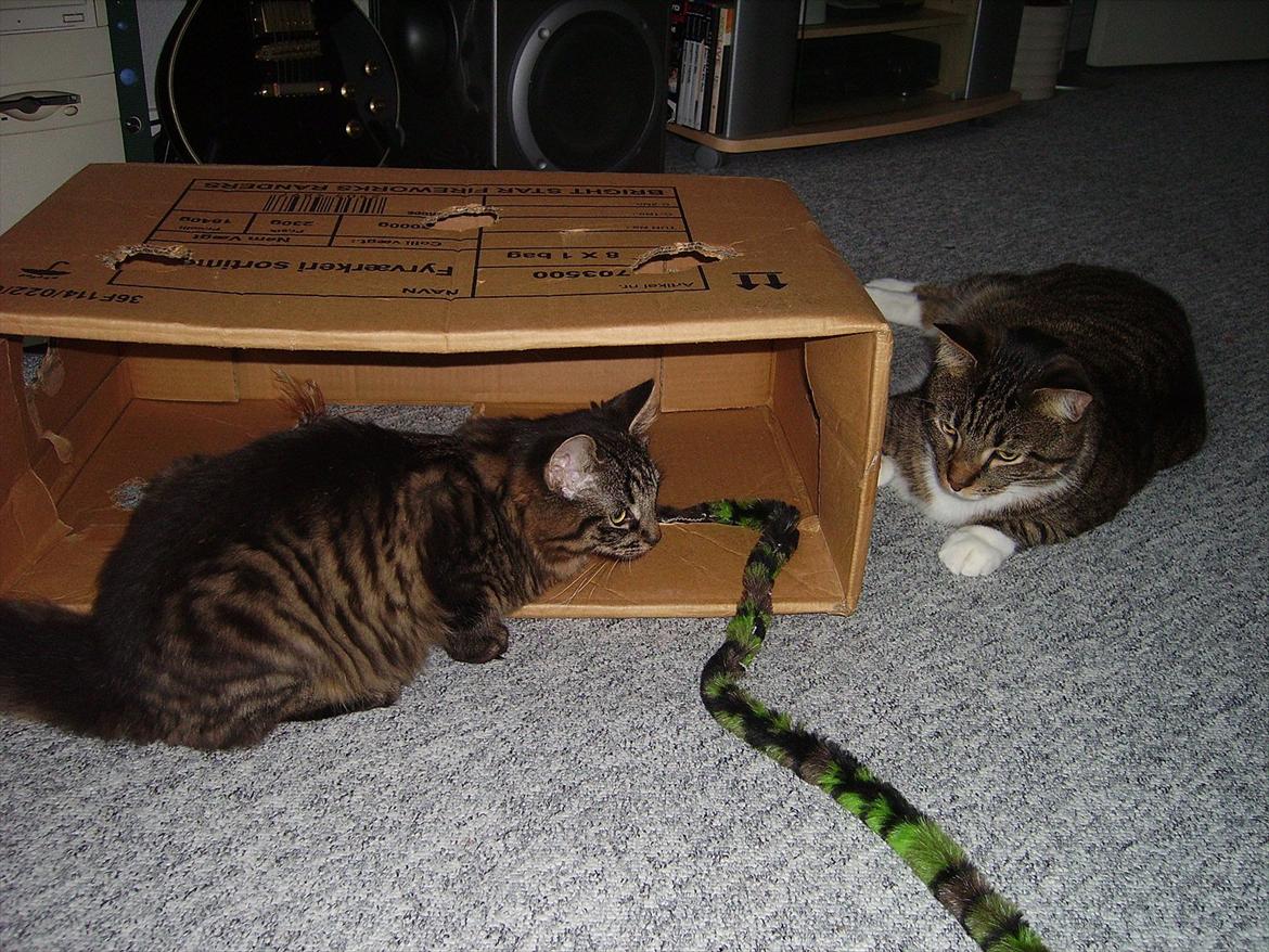 Huskat Chico - Luna og Chico sammen i 2008 billede 18