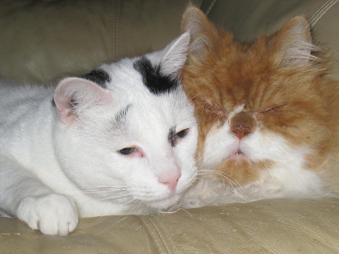 Huskat Kaninskind *20.07 2004* - Kaninskind elsker sin Massen billede 19