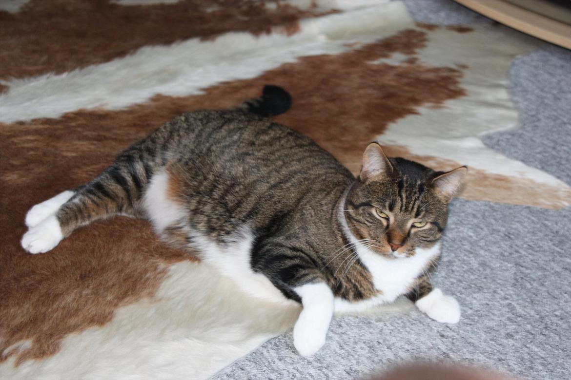 Huskat Chico billede 19