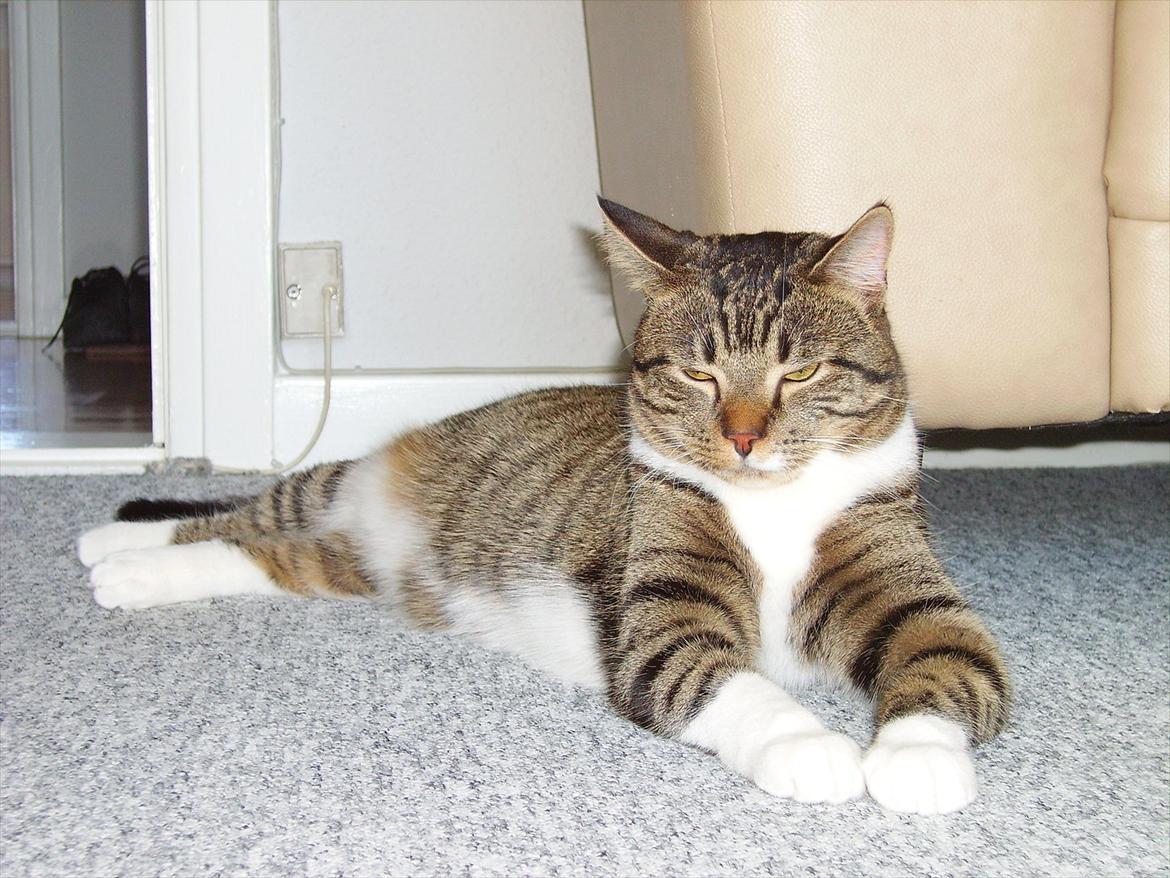 Huskat Chico billede 20