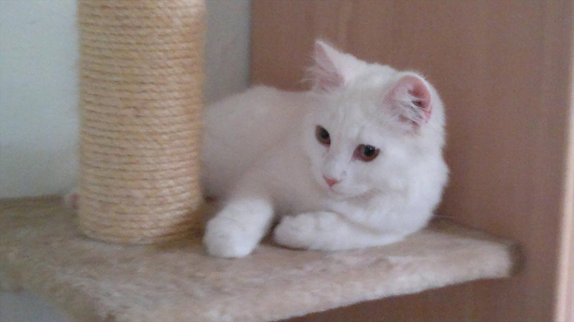 Maine Coon Emma - RIP - 06.08.11
Lige ankommet i sit nye hjem billede 1