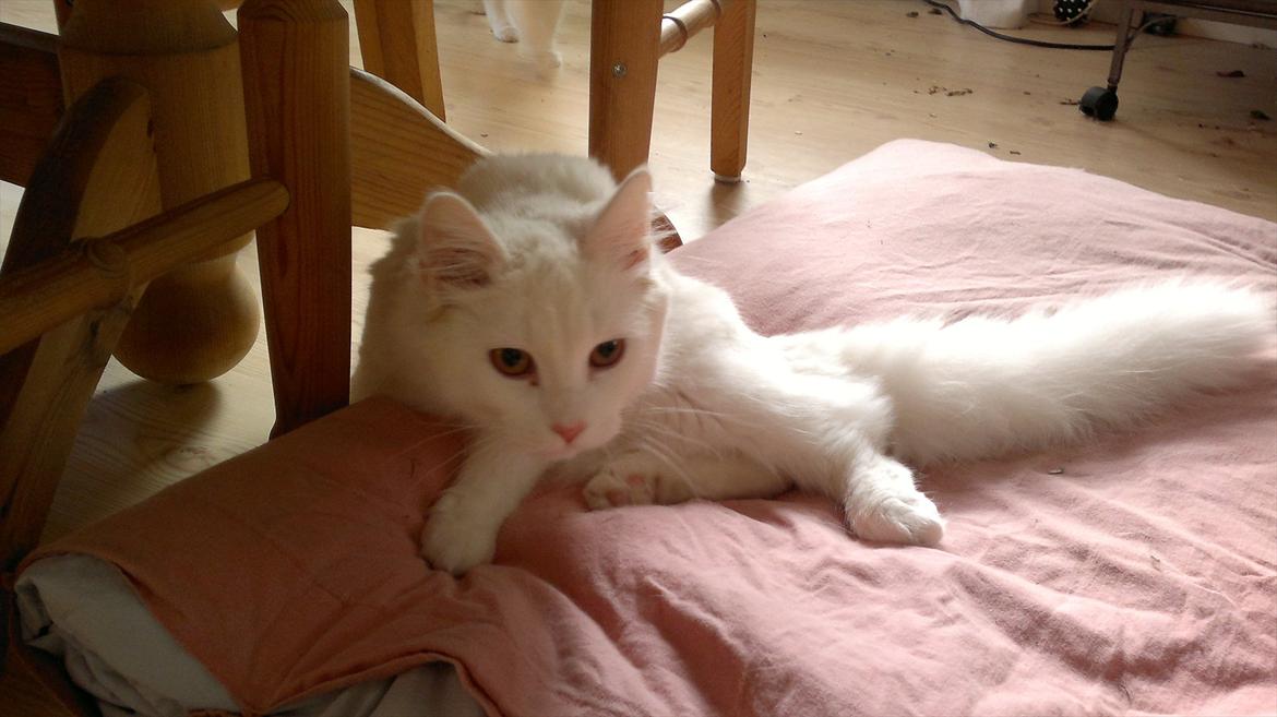 Maine Coon Emma - RIP - 09.09.11 billede 2