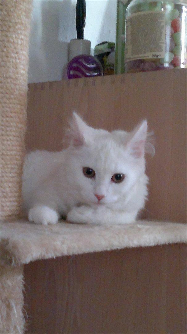 Maine Coon Emma - RIP - 06.08.11 billede 3