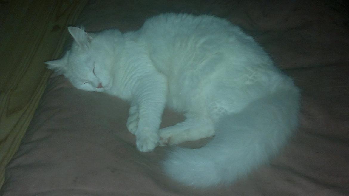 Maine Coon Emma - RIP - 09.10.11 billede 4