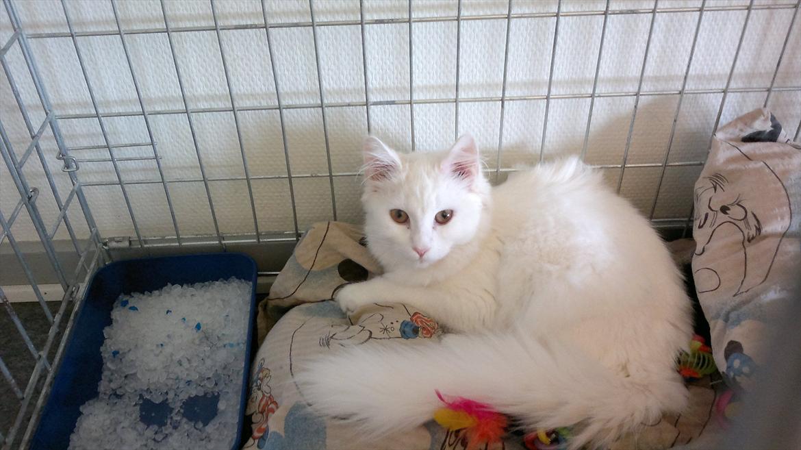 Maine Coon Emma - RIP - 10.08.11
Til dyrlæge for vaccination og sundhedstjek billede 5