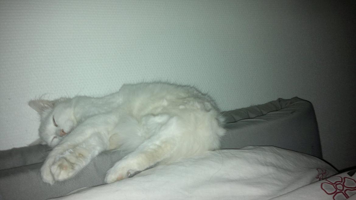 Maine Coon Emma - RIP - 11.08.11 billede 6