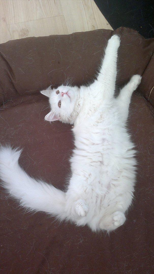 Maine Coon Emma - RIP - 31.08.11 billede 7