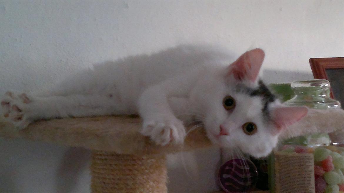 Maine Coon Freja - 06.08.11
Lige ankommet til sit nye hjem billede 1