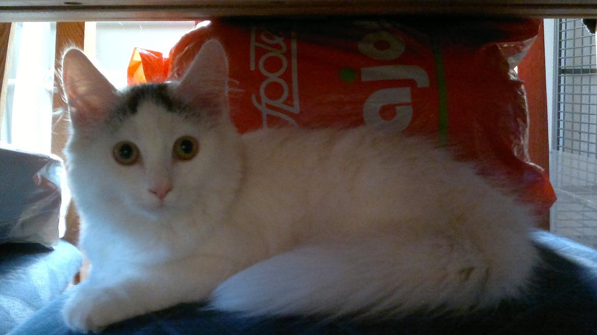 Maine Coon Freja - 06.08.11 billede 2