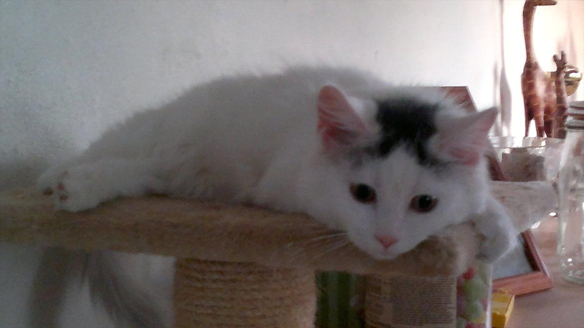 Maine Coon Freja - 06.08.11 billede 3