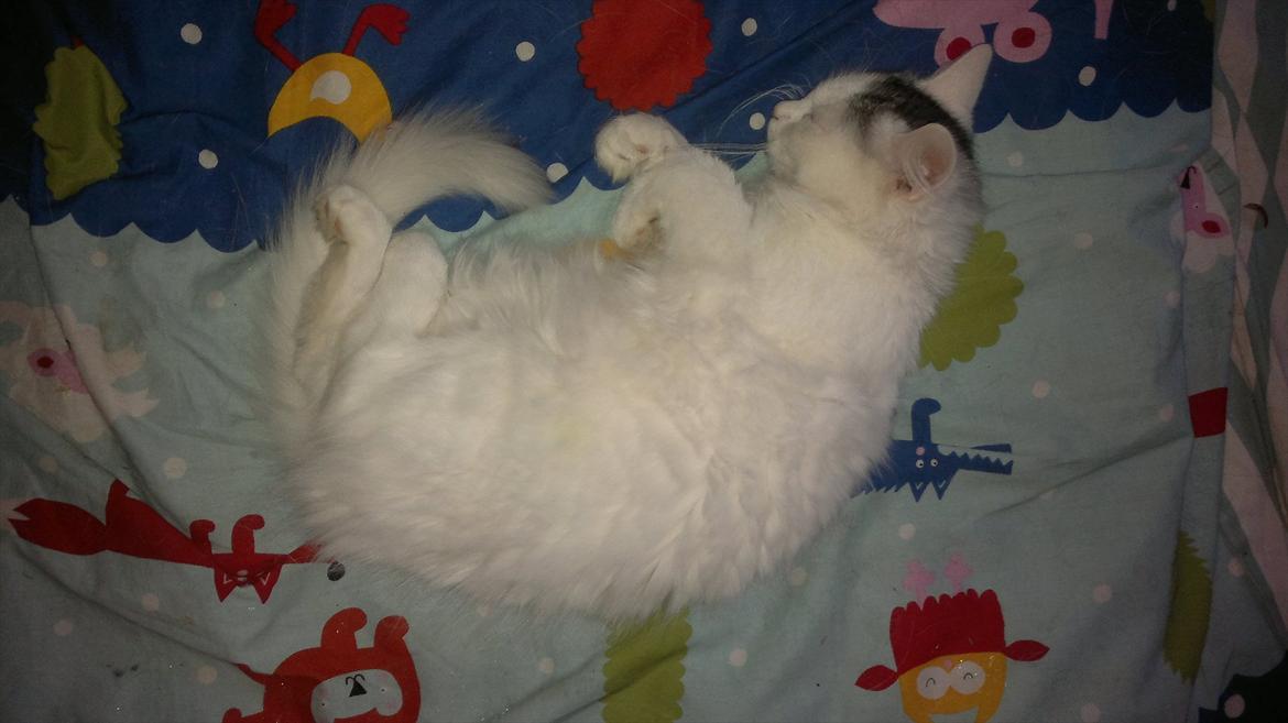 Maine Coon Freja - 07.08.11 billede 4