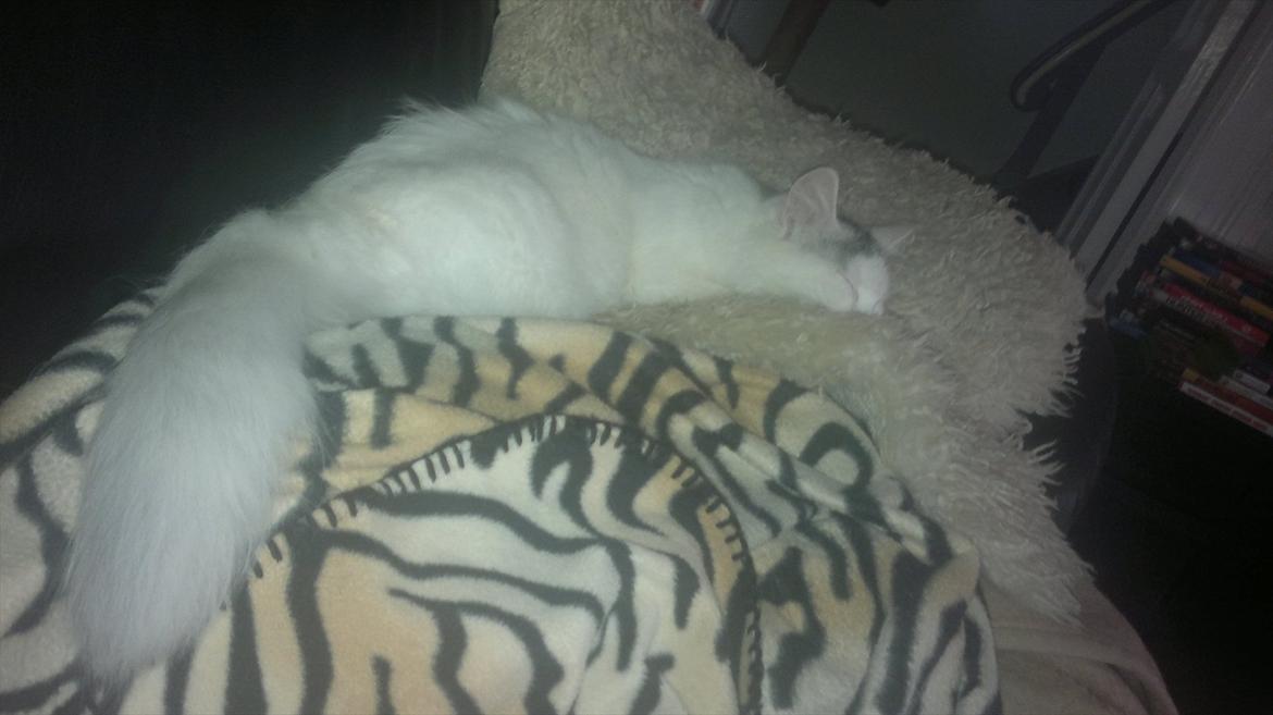 Maine Coon Freja - 30.09.11 billede 5