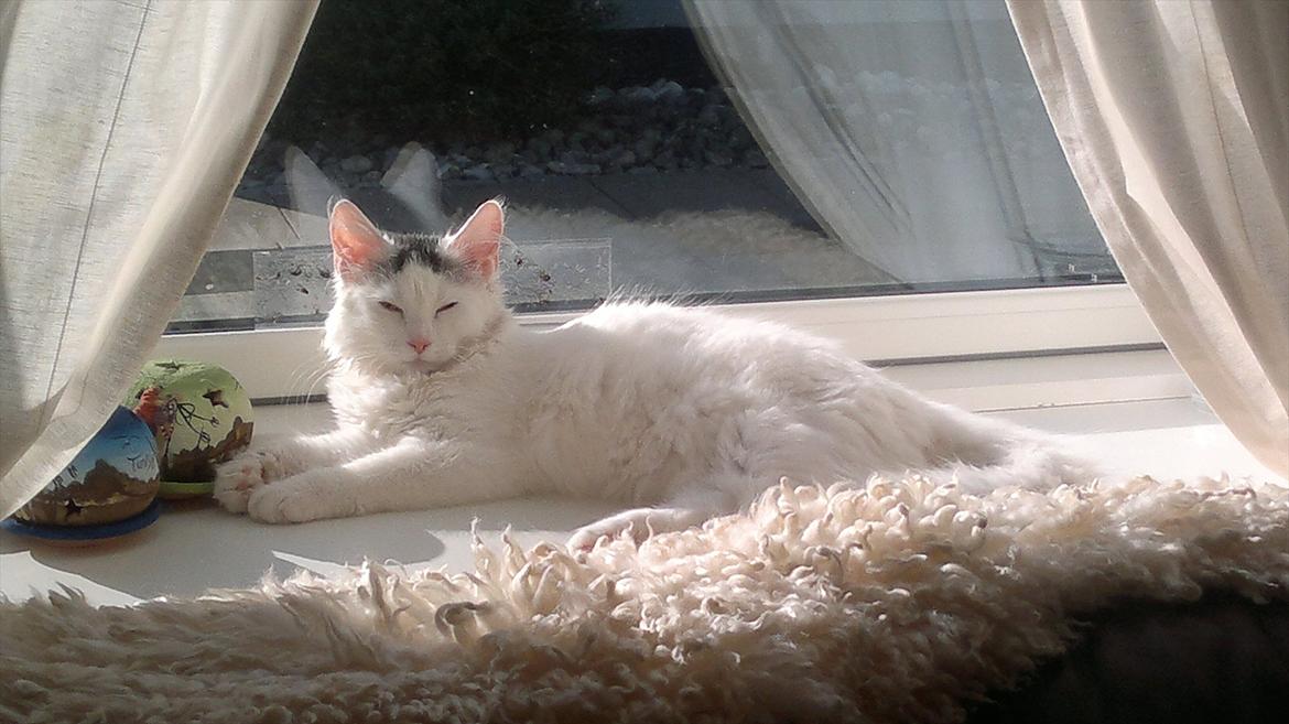 Maine Coon Freja - 31.08.11 billede 6