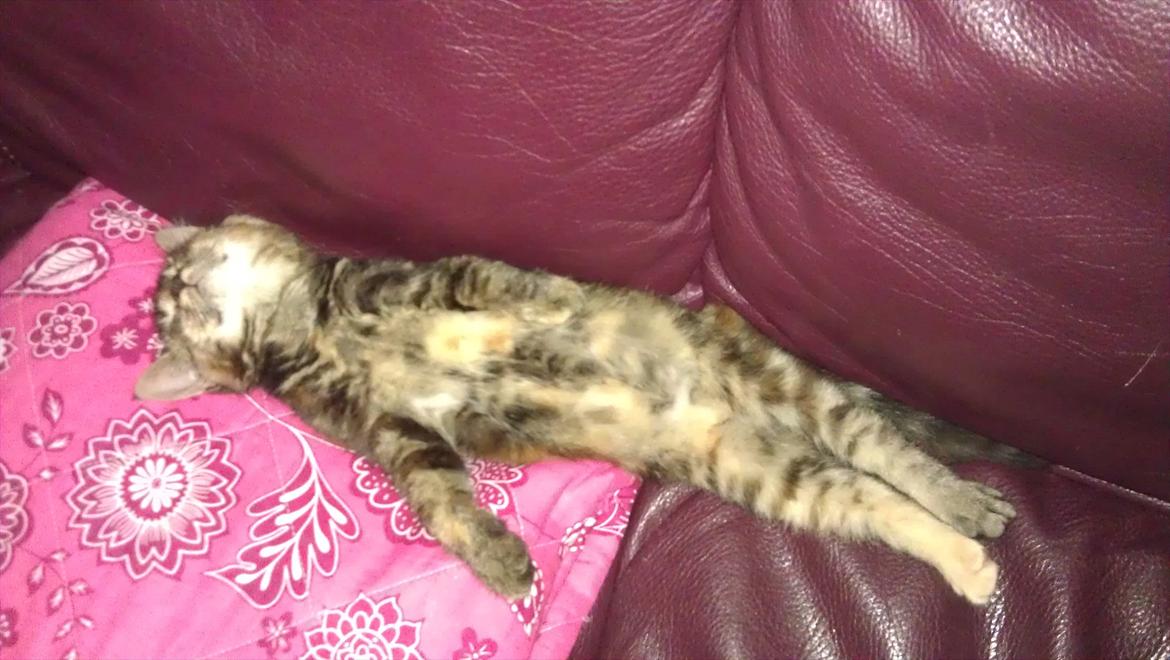 Blanding af racer Kamille - Kamille der flader ud på sofaen. billede 2