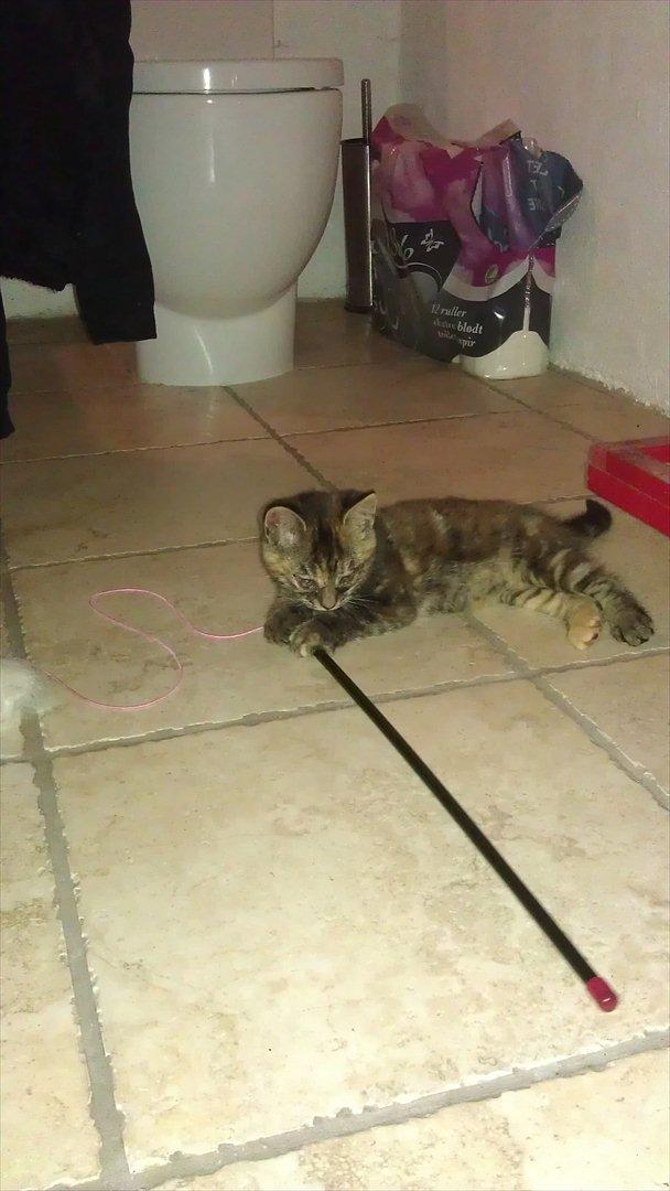 Blanding af racer Kamille - Kamille leger på farmor og farfars badeværelse. Vi prøvede at sætte hende sammen med deres to hunde, men hun syntes de var meget påtrængende. De syntes til gengæld at hun er meget interessant. billede 3