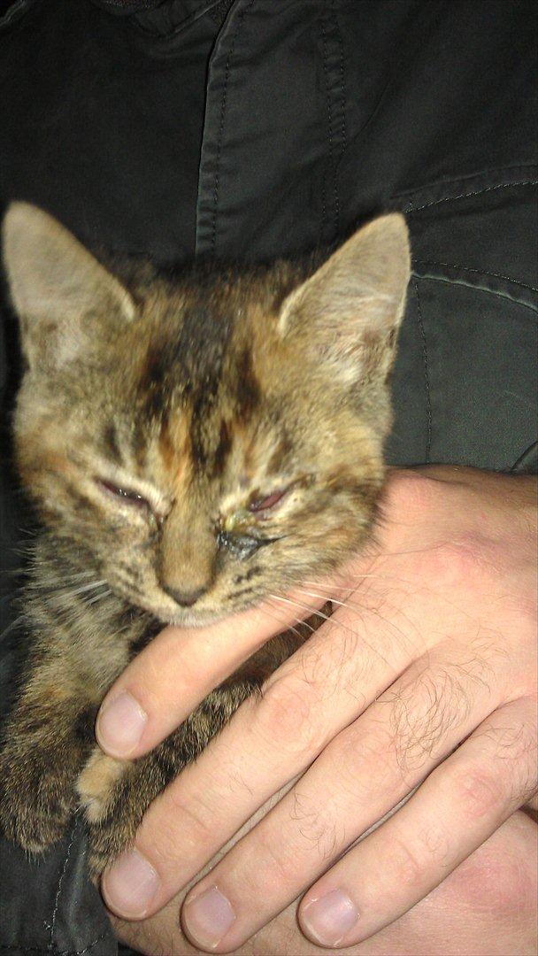 Blanding af racer Kamille - Kamille lige da vi hentede hende i stalden, hvor hun boede før vi adopterede hende. Hun havde meget kraftig øjnbetændelse, men er nu under behandling og ser meget bedre ud. billede 4