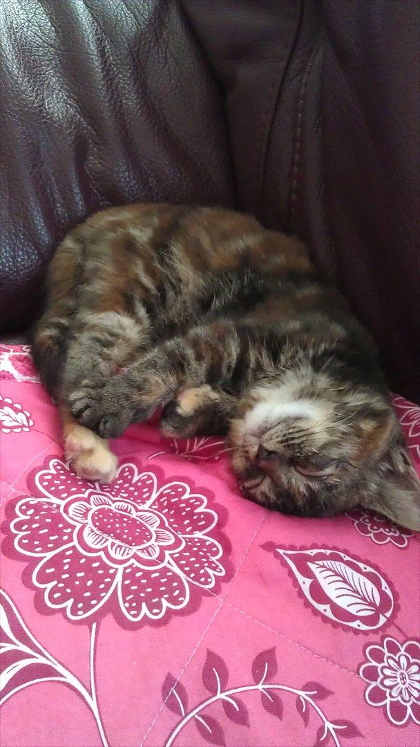 Blanding af racer Kamille - En lille sammenkrøllede pelsklump, also known as Kamille. billede 5