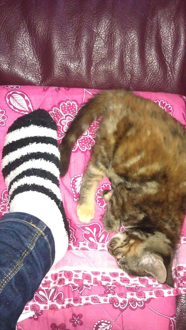 Blanding af racer Kamille - Her kan man se hvor lille Kamille er. (ps. foden er en størrelse 40-41) (pps. det er pinligt at spørge efter sko i den størrelse :p ) billede 6