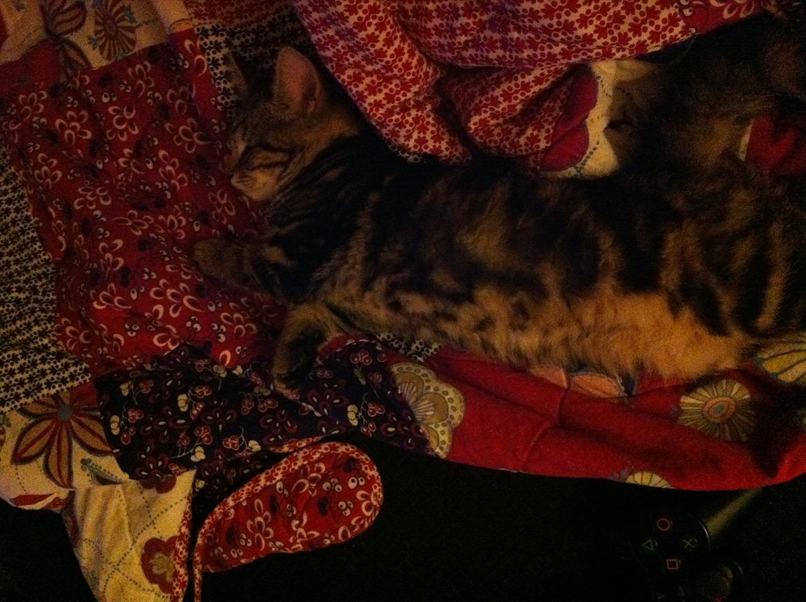 Blanding af racer Berta - efter 1 time hjemme fandt hun et sted at sove :) billede 4