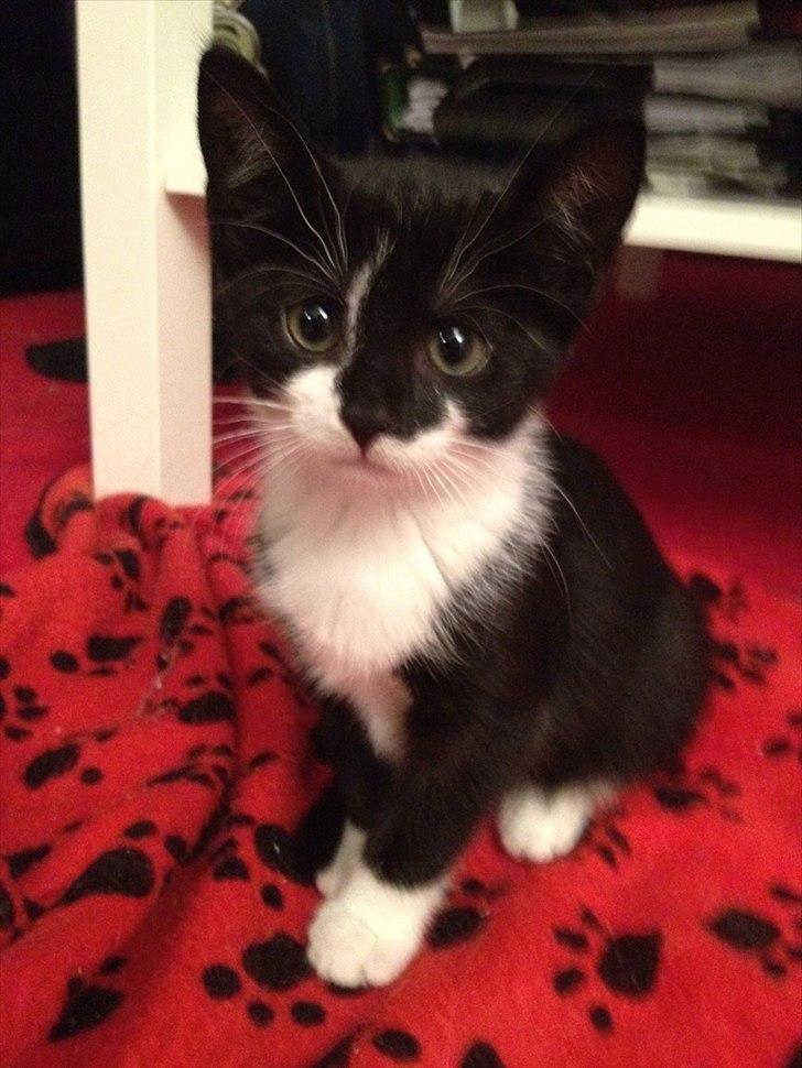 Huskat Latika - Latika billede 1