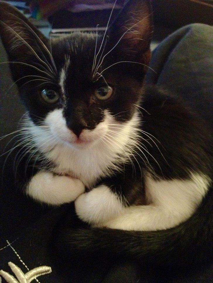 Huskat Latika - Latika billede 2