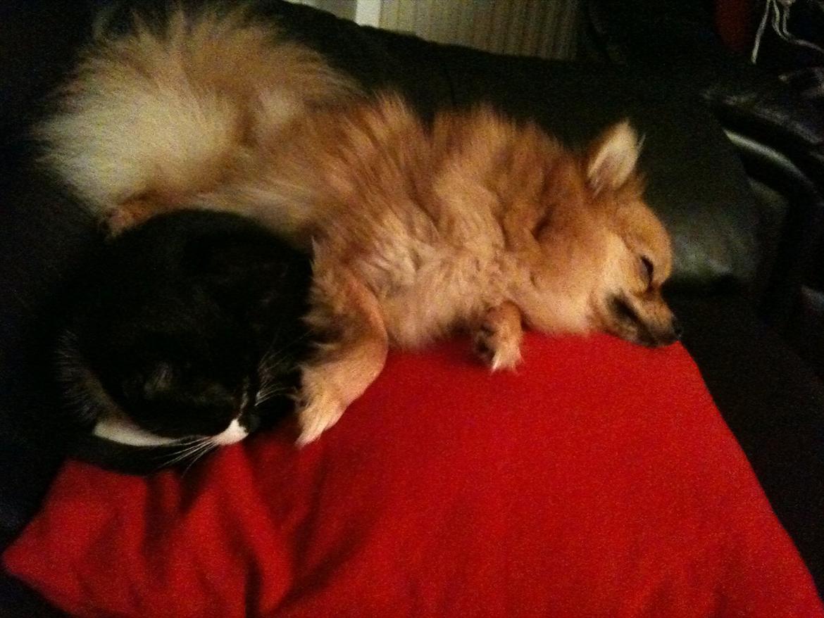 Huskat Latika - Latika og Chao Chao billede 3