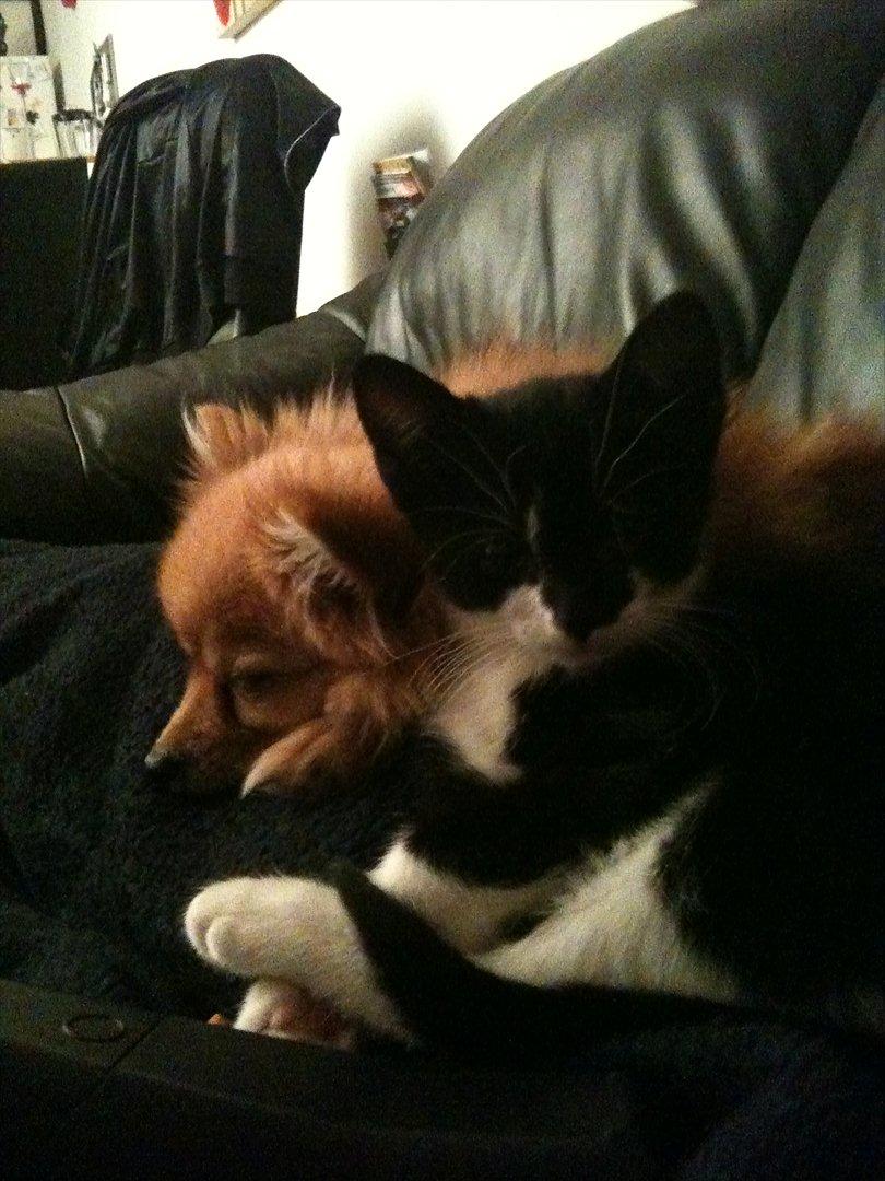 Huskat Latika - Latika og Chao Chao billede 4