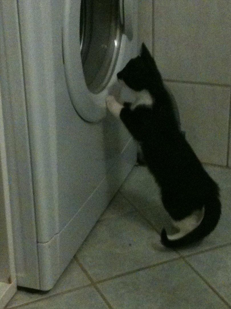 Huskat Latika - Latika - der sker noget sjovt derinde :) billede 5