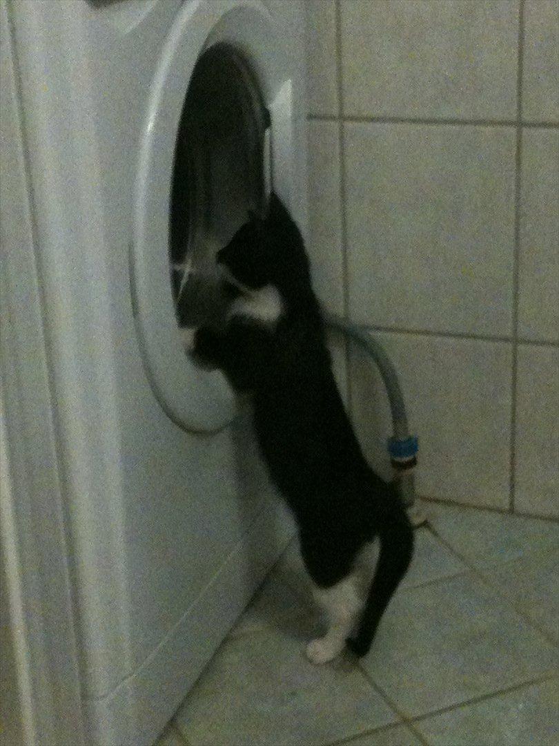 Huskat Latika - Latika - det er vildt spændende :) billede 6