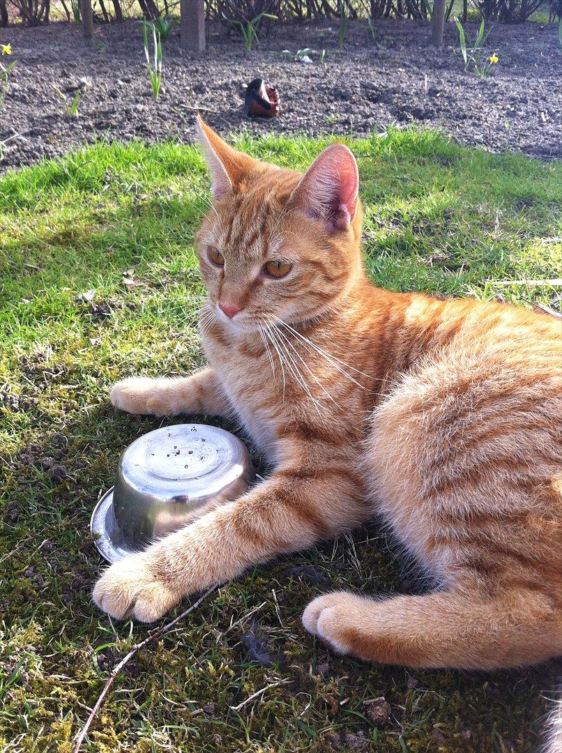 Blanding af racer Athene billede 15