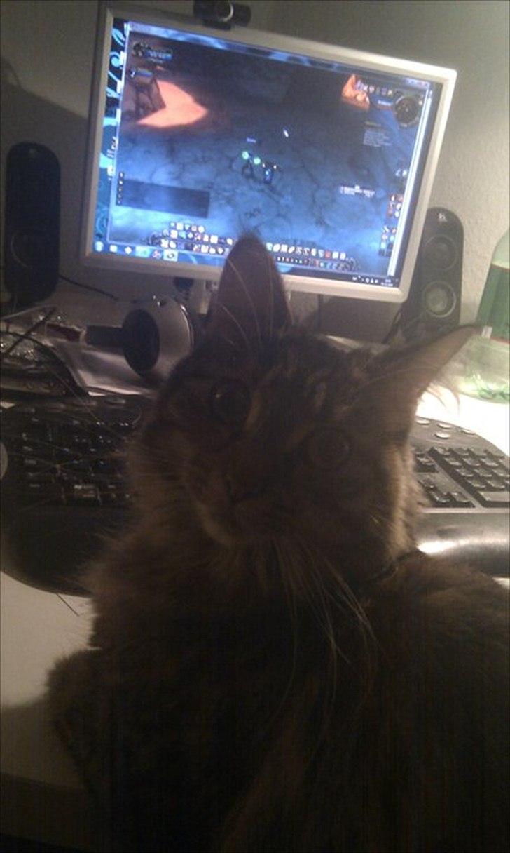 Blanding af racer Puff - "Jeg spiller lige lidt World of Warcats!" billede 6