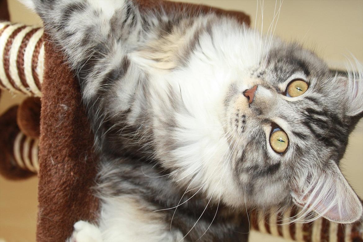 Maine Coon Bandit billede 15