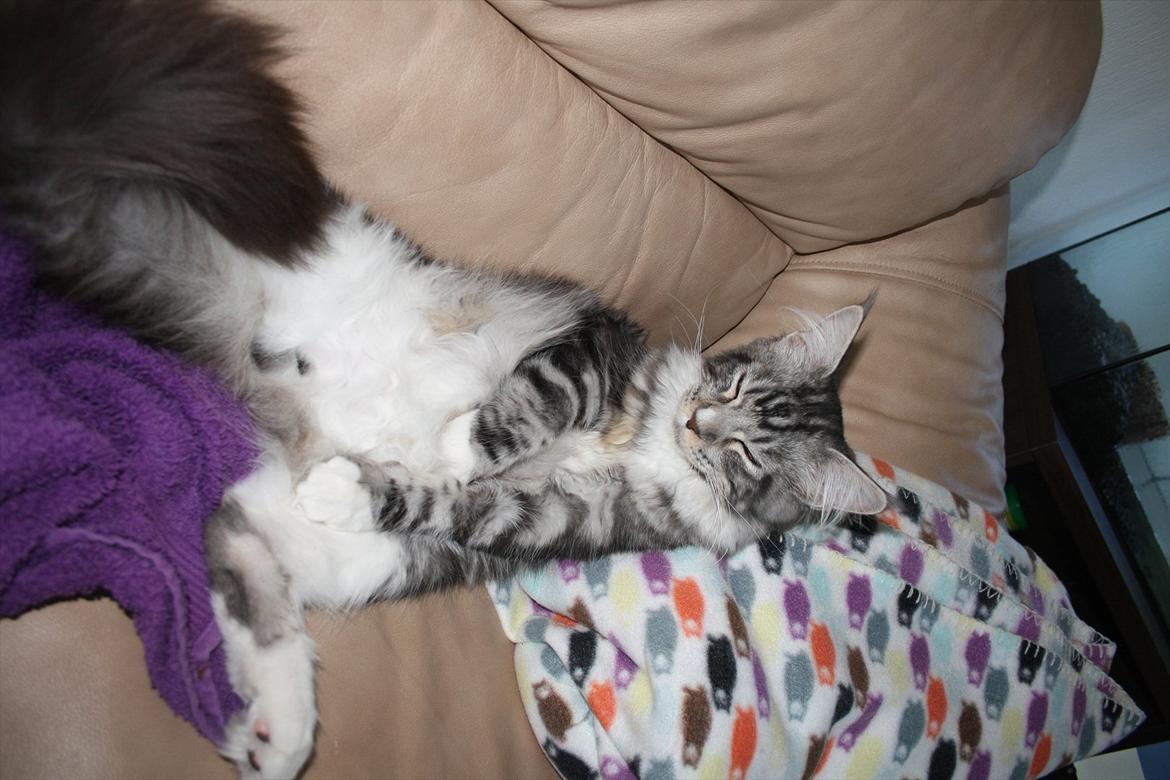 Maine Coon Bandit billede 16