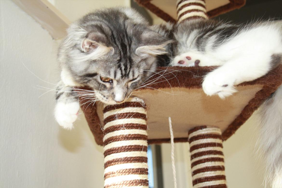 Maine Coon Bandit billede 18