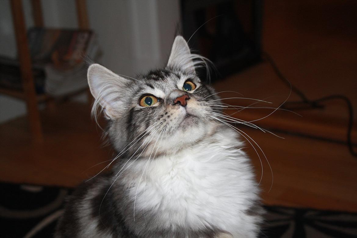 Maine Coon Bandit billede 19