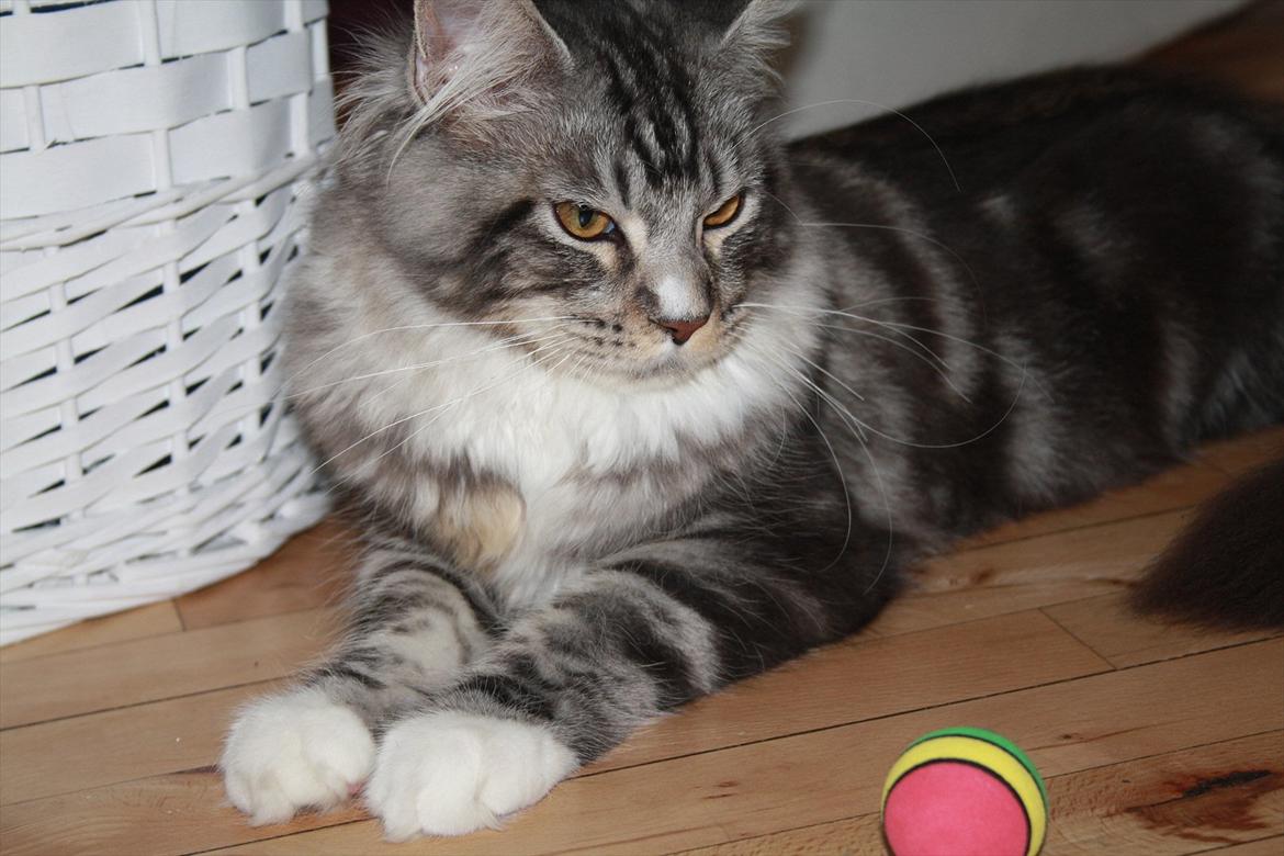 Maine Coon Bandit billede 20